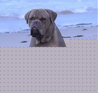 Click image for larger version

Name:	animali-228504-010-f.jpg
Views:	135
Size:	21.6 KB
ID:	15860840