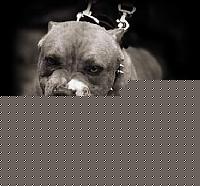 Click image for larger version

Name:	pitbull 1.jpg
Views:	121
Size:	19.9 KB
ID:	15860973