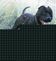 Click image for larger version

Name:	pit bulldozzer.jpg
Views:	113
Size:	120.7 KB
ID:	15860974