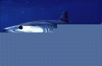 Click image for larger version

Name:	mako 26.jpg
Views:	141
Size:	11.8 KB
ID:	15862744