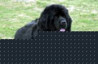 Click image for larger version

Name:	Sharon.jpg
Views:	58
Size:	39.3 KB
ID:	15862833