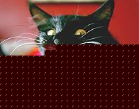 Click image for larger version

Name:	GATTO.jpg
Views:	81
Size:	26.7 KB
ID:	15863173