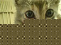Click image for larger version

Name:	gatino.jpg
Views:	53
Size:	19.5 KB
ID:	15863641