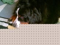 Click image for larger version

Name:	chicca.jpg
Views:	64
Size:	100.0 KB
ID:	15864019