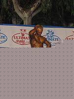 Click image for larger version

Name:	Cat.Athletic Tall Class II° Zidaric Marco.jpg
Views:	120
Size:	100.7 KB
ID:	15864056