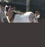 Click image for larger version

Name:	capra.JPG
Views:	42
Size:	34.7 KB
ID:	15864750