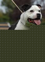 Click image for larger version

Name:	1Leonmelenablancadell_aelgifur-Staffordshire.jpg
Views:	1404
Size:	14.4 KB
ID:	15864762