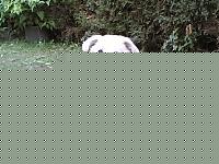 Click image for larger version

Name:	Cerbero.jpg
Views:	152
Size:	118.2 KB
ID:	15864773