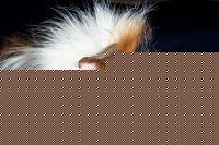 Click image for larger version

Name:	1caviagdyu2.jpg
Views:	63
Size:	24.7 KB
ID:	15866494