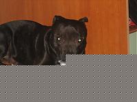 Click image for larger version

Name:	kurgan a 8 mesi 2.jpg
Views:	113
Size:	45.4 KB
ID:	15866770