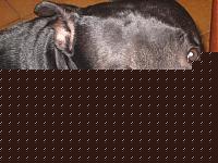 Click image for larger version

Name:	kurgan a 8 mesi 5.jpg
Views:	110
Size:	76.2 KB
ID:	15866772