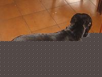 Click image for larger version

Name:	kurgan a 8 mesi 4.jpg
Views:	106
Size:	49.2 KB
ID:	15866773