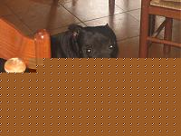 Click image for larger version

Name:	kurgan a 8 mesi 6.jpg
Views:	112
Size:	50.3 KB
ID:	15866774