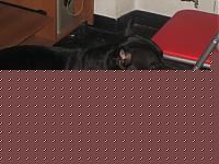 Click image for larger version

Name:	kurgan a 8 mesi 3.jpg
Views:	123
Size:	39.4 KB
ID:	15866775