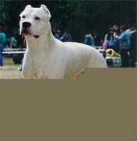 Click image for larger version

Name:	argentin.jpg
Views:	220
Size:	33.0 KB
ID:	15866988