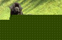 Click image for larger version

Name:	terranova.jpg
Views:	37
Size:	14.4 KB
ID:	15867229