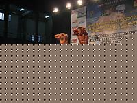 Click image for larger version

Name:	Immagine 037.jpg
Views:	116
Size:	122.8 KB
ID:	15867306