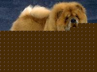 Click image for larger version

Name:	chowchow.jpg
Views:	107
Size:	29.0 KB
ID:	15867603