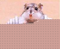 Click image for larger version

Name:	avatar cric.jpg
Views:	101
Size:	5.4 KB
ID:	15867660