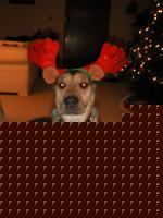 Click image for larger version

Name:	reindeer.jpg
Views:	60
Size:	123.3 KB
ID:	15868233