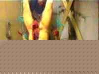 Click image for larger version

Name:	ogrish-dot-com-german_cannibal_Armin_Meiwes_victim3.jpg
Views:	167
Size:	36.1 KB
ID:	15868392