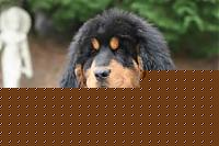 Click image for larger version

Name:	molossoide2.jpg
Views:	30
Size:	11.6 KB
ID:	15868535