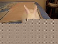 Click image for larger version

Name:	fiocco.jpg
Views:	72
Size:	27.3 KB
ID:	15868554