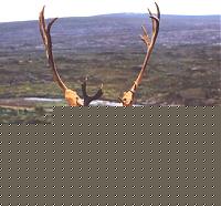 Click image for larger version

Name:	corna2.jpg
Views:	54
Size:	47.5 KB
ID:	15868794