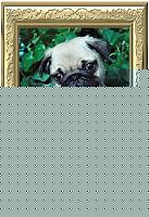 Click image for larger version

Name:	cuccioloVasoCornice.JPG
Views:	54
Size:	28.6 KB
ID:	15872544