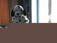 Click image for larger version

Name:	Immagine 2.jpg
Views:	184
Size:	33.9 KB
ID:	15872741