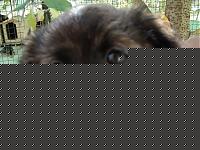 Click image for larger version

Name:	Kira 003 ridotta.JPG
Views:	461
Size:	67.9 KB
ID:	15873131
