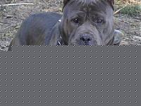 Click image for larger version

Name:	beast.jpg
Views:	815
Size:	47.2 KB
ID:	15873134
