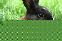 Click image for larger version

Name:	fiona.JPG
Views:	135
Size:	103.3 KB
ID:	15873161