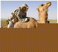 Click image for larger version

Name:	siero-zoo-camel.jpg
Views:	153
Size:	95.3 KB
ID:	15874954