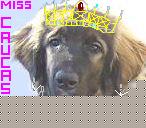 Click image for larger version

Name:	caucaso miss.JPG
Views:	76
Size:	6.3 KB
ID:	15875255