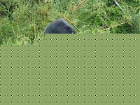 Click image for larger version

Name:	gorilla-trecking-a-fantastic.jpg
Views:	211
Size:	53.7 KB
ID:	15875485