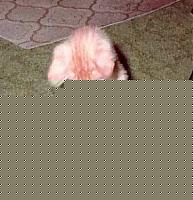 Click image for larger version

Name:	51468.jpg
Views:	83
Size:	17.7 KB
ID:	15875717