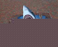 Click image for larger version

Name:	normal_shark.jpg
Views:	88
Size:	132.3 KB
ID:	15875863