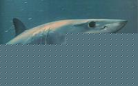 Click image for larger version

Name:	mako37.jpg
Views:	126
Size:	15.0 KB
ID:	15875960
