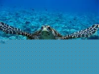 Click image for larger version

Name:	tartaruga.jpg
Views:	178
Size:	93.6 KB
ID:	15876083