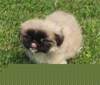Click image for larger version

Name:	pechinese_big.jpg
Views:	126
Size:	6.1 KB
ID:	15876084