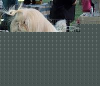 Click image for larger version

Name:	shihtzu.JPG
Views:	44
Size:	31.2 KB
ID:	15876085