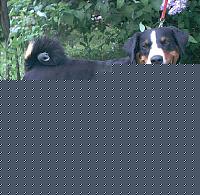 Click image for larger version

Name:	bovarodiappenzell.JPG
Views:	42
Size:	48.8 KB
ID:	15876093