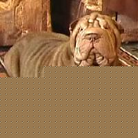 Click image for larger version

Name:	shar-pei-amelia.jpg
Views:	47
Size:	54.7 KB
ID:	15876095