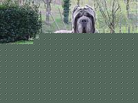 Click image for larger version

Name:	mastino_odierno.jpg
Views:	51
Size:	29.3 KB
ID:	15876098