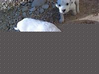 Click image for larger version

Name:	cuccioli1.JPG
Views:	94
Size:	105.6 KB
ID:	15878963