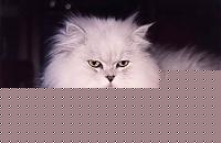 Click image for larger version

Name:	Gilby 004.jpg
Views:	105
Size:	35.2 KB
ID:	15878968