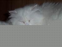 Click image for larger version

Name:	Maty 013.jpg
Views:	89
Size:	23.0 KB
ID:	15878969