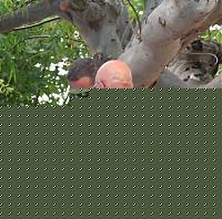 Click image for larger version

Name:	Attorno (56).JPG
Views:	817
Size:	119.1 KB
ID:	15879661