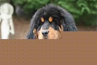 Click image for larger version

Name:	molossoide.jpg
Views:	90
Size:	29.1 KB
ID:	15883078